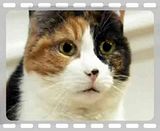 CAT TALK